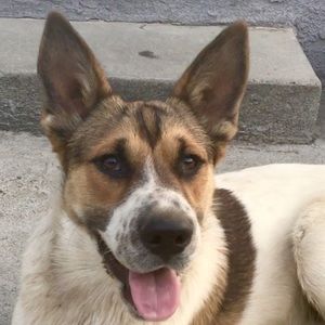 Meet your Posher, Henry